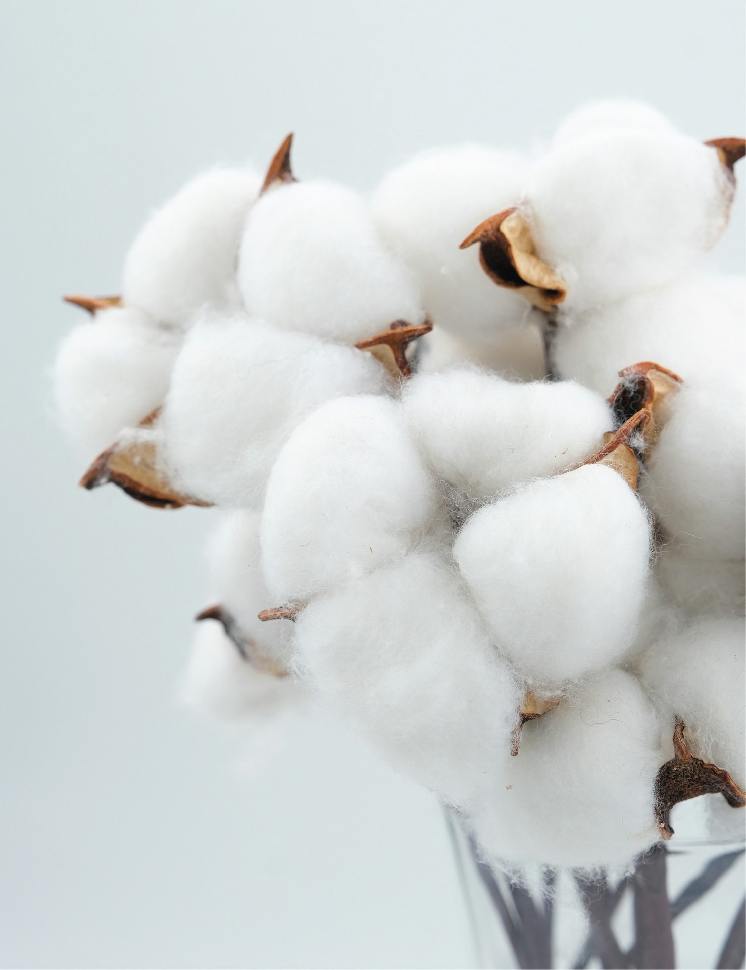 Freshly harvested Peruvian Pima cotton bolls