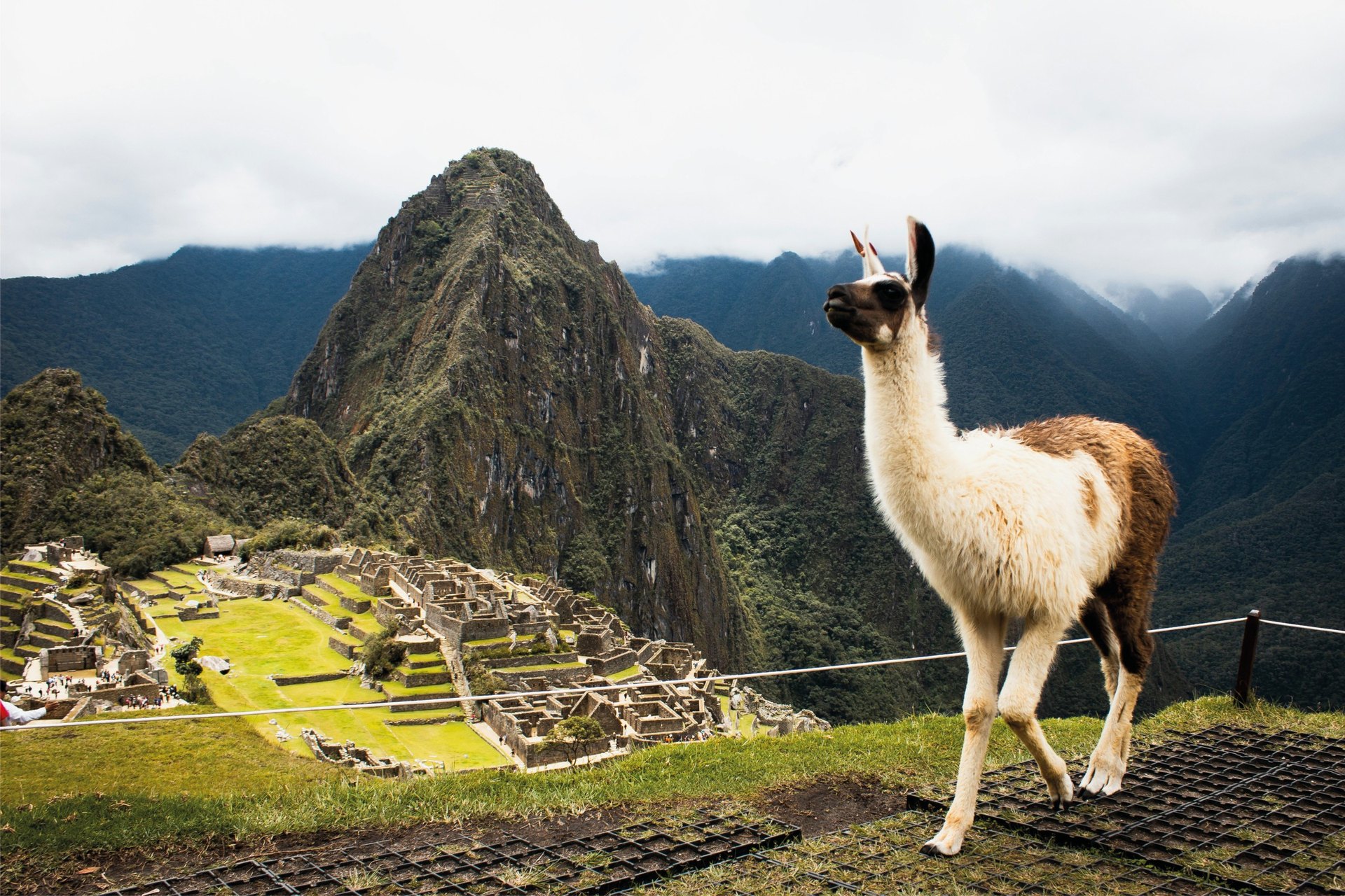 A llama above the Andean landscape of Machu Picchu, Peru